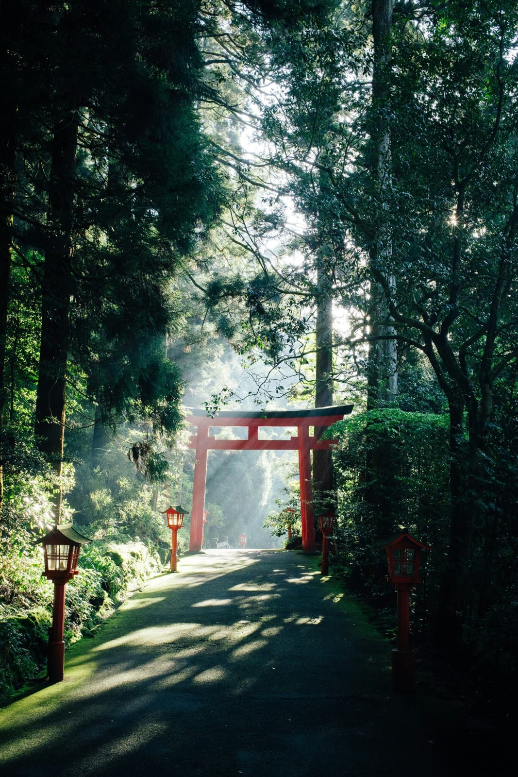 En röd toriipro framför en tät skog i Hakone