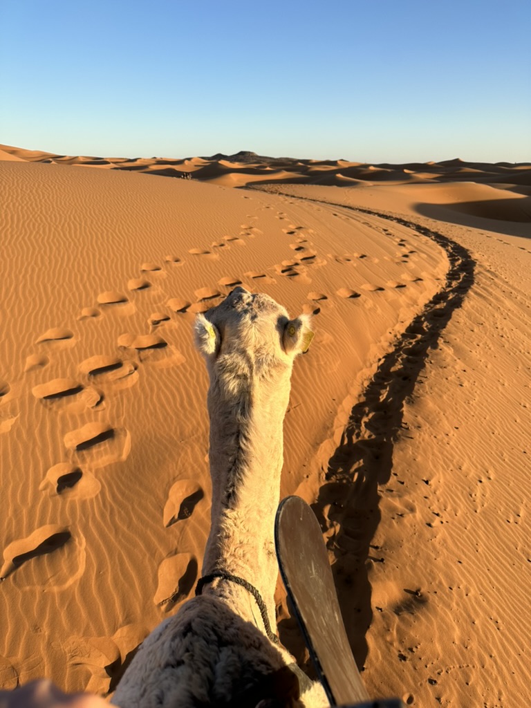 Kamelritt genom öknen sett från sadeln