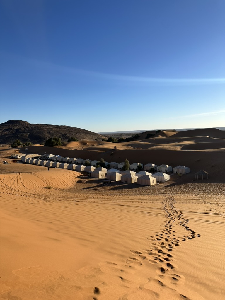 Kameler på rad bland sanddynerna